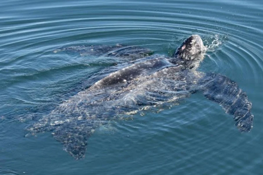 Tortuga baula joven nadando